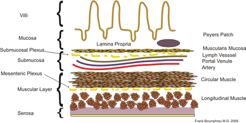 Layers of the small intestine
