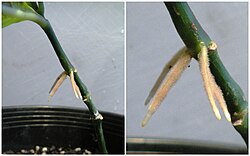 Roots forming above ground on a cutting of Odontonema, also known as firespike