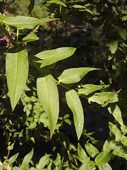 L. salicaria leaves