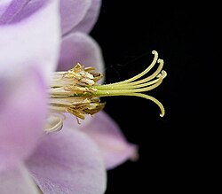 Aquilegia vulgaris with five free carpels
