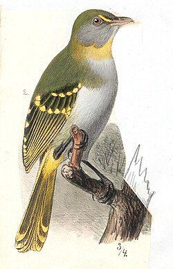 Yellow-throated nicator of the tropical lowlands