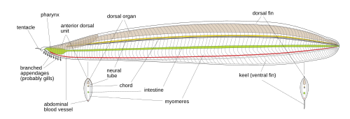Previous anatomical reconstruction of Pikaia gracilens based on Conway Morris & Caron (2012)