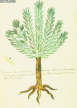 Illustration from an Italian herbal, circa 1500