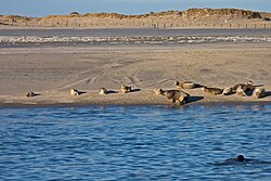 Seals sunbathing at a beach in Norderney, a North Sea resort in Germany