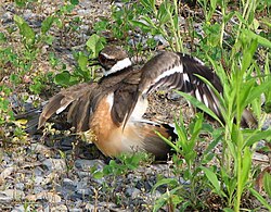 Killdeer luring a predator from its nest