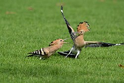 Young and mature hoopoe in Dubai park
