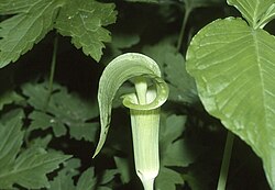 Small male Arisaema triphyllum plant
