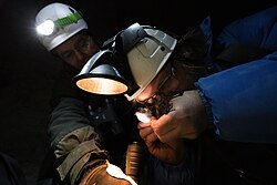 The bat scientist Lauri Lutsar is checking the age of the bat he is holding as part of a national monitoring programme in Estonia.