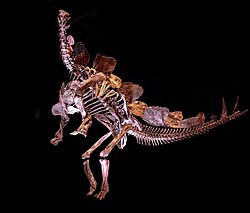 Mounted skeleton in bipedal posture, Houston Museum of Natural Science