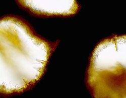 Pointed setae protruding into the fertile surface tubes of the bracket fungus Fuscoporia gilva