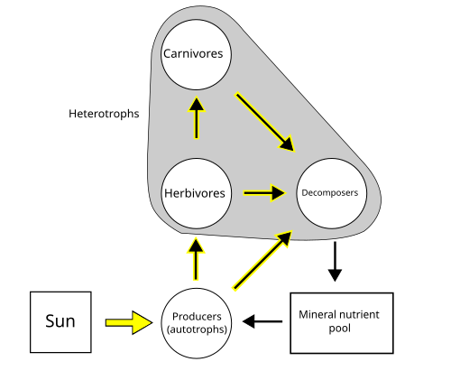 A simplified food web illustrating a three-trophic food chain (producers-herbivores-carnivores) linked to decomposers. The movement of mineral nutrients through the food chain, into the mineral nutrient pool, and back into the trophic system illustrates ecological recycling. The movement of energy, in contrast, is unidirectional and noncyclic.[15][16]