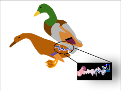 Duck females have corkscrew vaginas with many blind pockets designed for difficult penetration and to prevent becoming pregnant. This reduced the likelihood of fertilization by unwanted aggressors in favor of fitter mates.