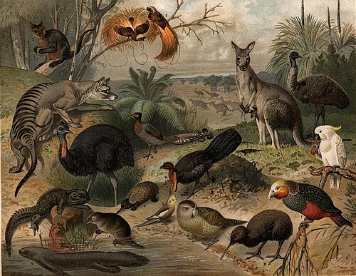 Papuan, Australian and New Zealand fauna. This image was likely first published in the first edition (1876–1899) of the Nordisk familjebok.