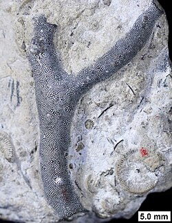 Permineralized bryozoan from the Devonian of Wisconsin