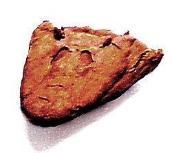 Skull showing otic notches above the eyes