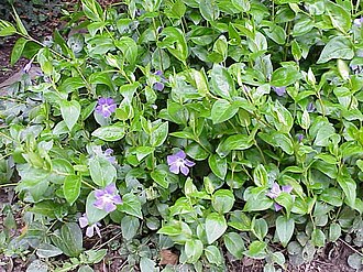 Groundcover of Vinca major