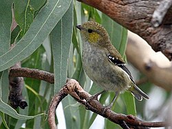 The forty-spotted pardalote is endemic to Tasmania