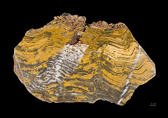 A stromatolite formed by Paleoarchean microbial mats, preserved as a fossil, from Pilbara craton, Western Australia.