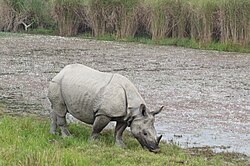 Rhino in Dudhwa National Park, Uttar Pradesh