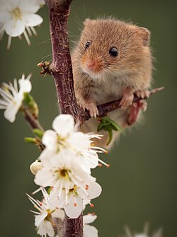 Harvest mice are adept vertical climbers