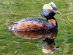 The horned grebe, or Slavonian grebe, was named Colymbus auritus in 1758