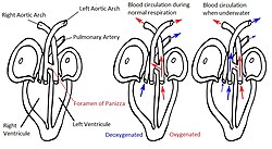 Diagram of crocodilian heart and circulation