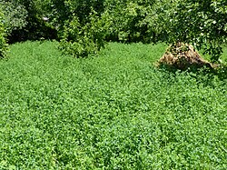 Alfalfa field