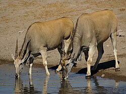 Taurotragus oryx, the common eland, is a species with a conservation status of least concern.