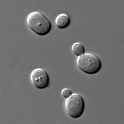 Saccharomyces cerevisiae, one of the most intensively studied eukaryotic model organisms in molecular and cell biology