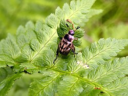 On a leaf