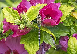 Hibiscus syriacus flower with Migrant hawker (Aeshna mixta)
