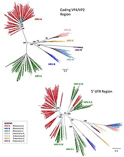 Maximum likelihood phylogenetic trees of enterovirus species A, B, C, D and rhinovirus A, B, C isolates from Latin America. The 5'UTR region is much more affected by recombination events than the VP4/VP2 coding sequence. The paraphyletic nature of "rhinovirus" is visible.[31]