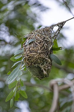 Hanging bird nest