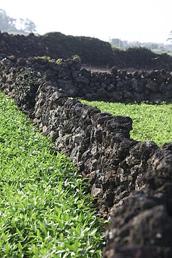 Doldam walls around fields, called batdam (2014)