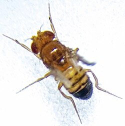 Triple mutant male fruit fly (Drosophila melanogaster) exhibiting black body, vestigial wings, and brown eyes mutations