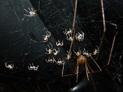 A cellar spider (Pholcidae) defending spiderlings