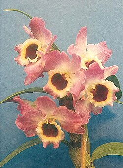 A nobile-type cultivar or hybrid. Dendrobium nobile has been extensively bred in the horticultural industry, resulting in cultivars and hybrids with exceptional flower count and various patterning.