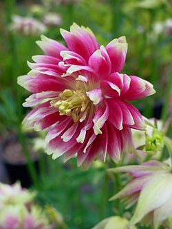 Aquilegia "Nora Barlow"