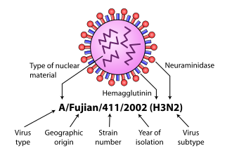 Diagram of influenza nomenclature