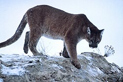 A cougar, mountain lion, panther, or puma, among other common names: its scientific name is Puma concolor.