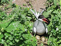 An Arctic tern nesting on the Farne Islands, from where the longest migration is recorded