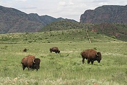 Bison herd grazing in Chihuahua, Mexico