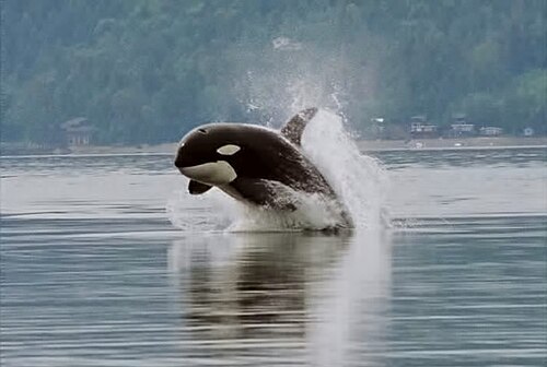 Killer whales (orcas) are highly visible marine apex predators that hunt many large species. However, most marine activity takes place among microscopic organisms that cannot be seen individually with the naked eye, such as marine bacteria and phytoplankton.[1]