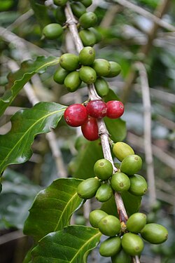 Beans from a coffee plant