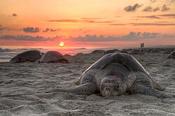 An olive ridley sea turtle nesting on Escobilla Beach, Oaxaca, Mexico. Female sea turtles migrate long distances to nest on favored beaches.