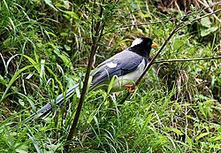 Yellow-billed blue magpie, Urocissa flavirostris