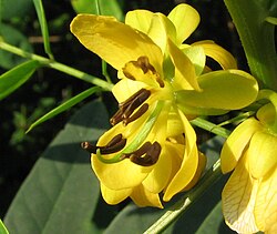 Senna's poricidal anthers.