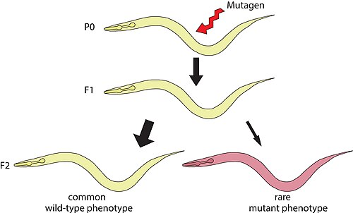 An example of forward genetics in C. elegans (a nematode) using mutagenesis[34]