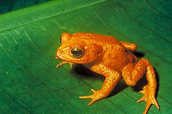 The golden toad was last seen on May 15, 1989. Decline in amphibian populations is ongoing worldwide.
