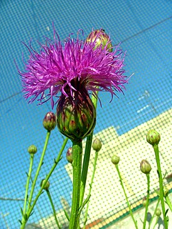 The Maltese centaury (Widnet il‑Baħar) has been the national plant since 1971.